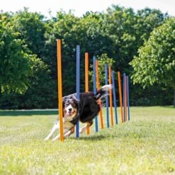 Trixie Trixie Agility Slalom - ø 3 × 115 Cm - 12 Stokken -Honden Benodigdheden Korting trixie trixie agility slalom o 3 115 cm 12 stokken 2